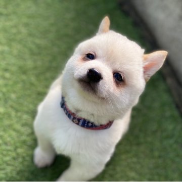 豆柴【高知県・男の子・2025年9月20日・白】の写真「豆柴専門21年　顔立ちに自信あり！」