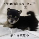 豆柴