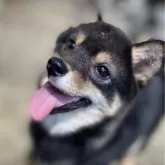 豆柴