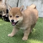 豆柴