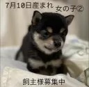 豆柴