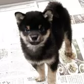豆柴