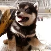 豆柴