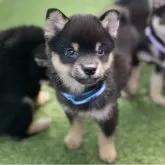 豆柴