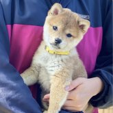 柴犬(豆柴)