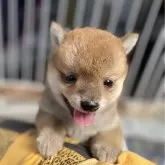豆柴