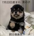 豆柴
