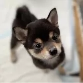豆柴