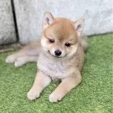 豆柴