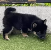 豆柴【高知県・女の子・2025年9月18日・黒】の写真2