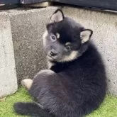 豆柴【高知県・女の子・2025年9月18日・黒】の写真5