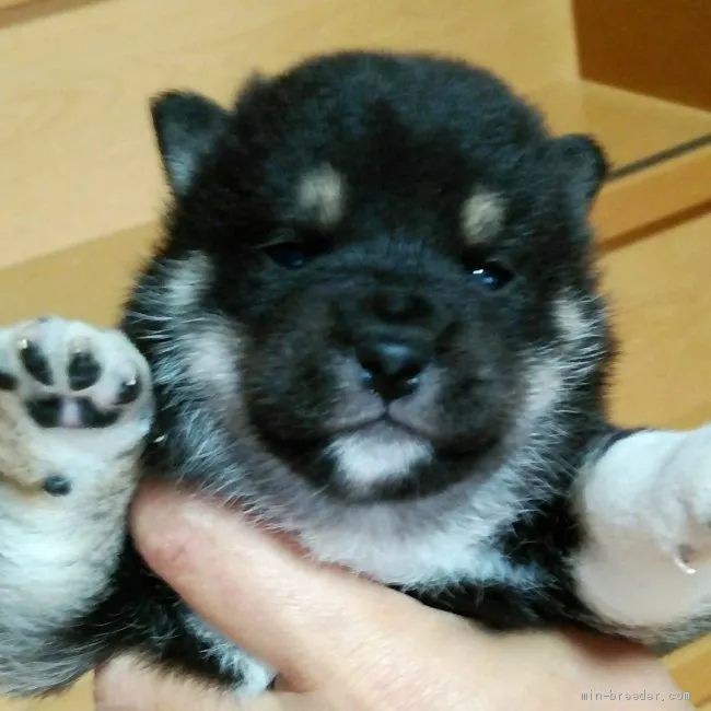 ID：1904-00915の子犬