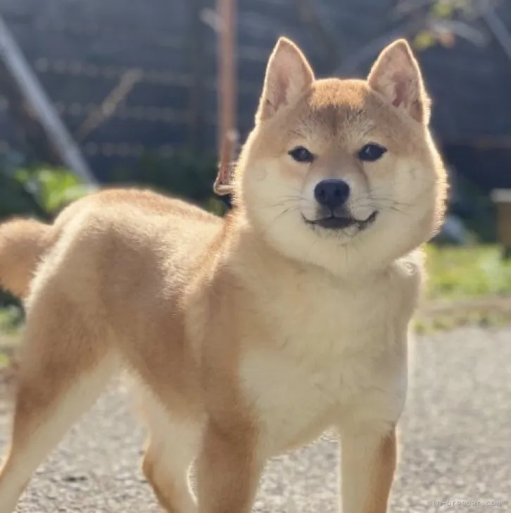 ID:2212-01738の子犬