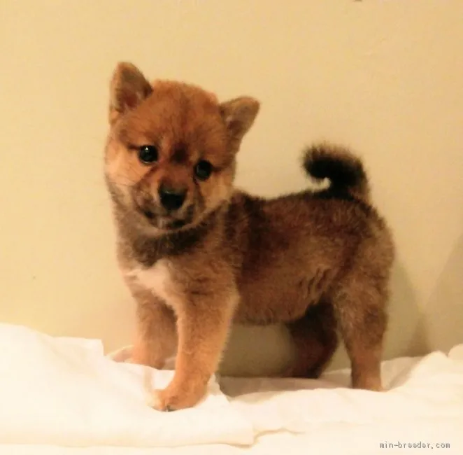 たかすけ 様のお迎えした子犬