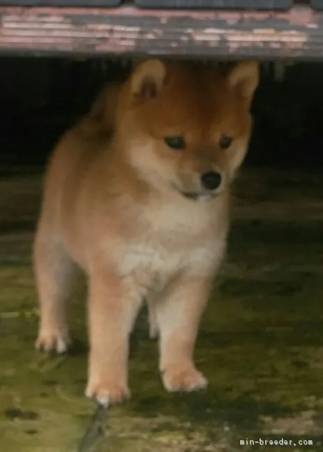 むっくちゃん 様のお迎えした子犬