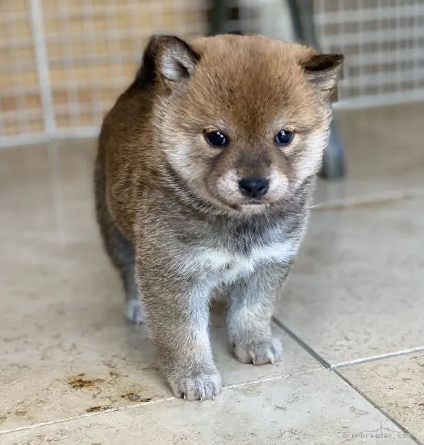 ID:2203-02223の子犬