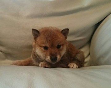 柴犬(豆柴)【高知県・男の子・2015年6月25日・赤】の写真「コロコロタヌキ顔の男の子」