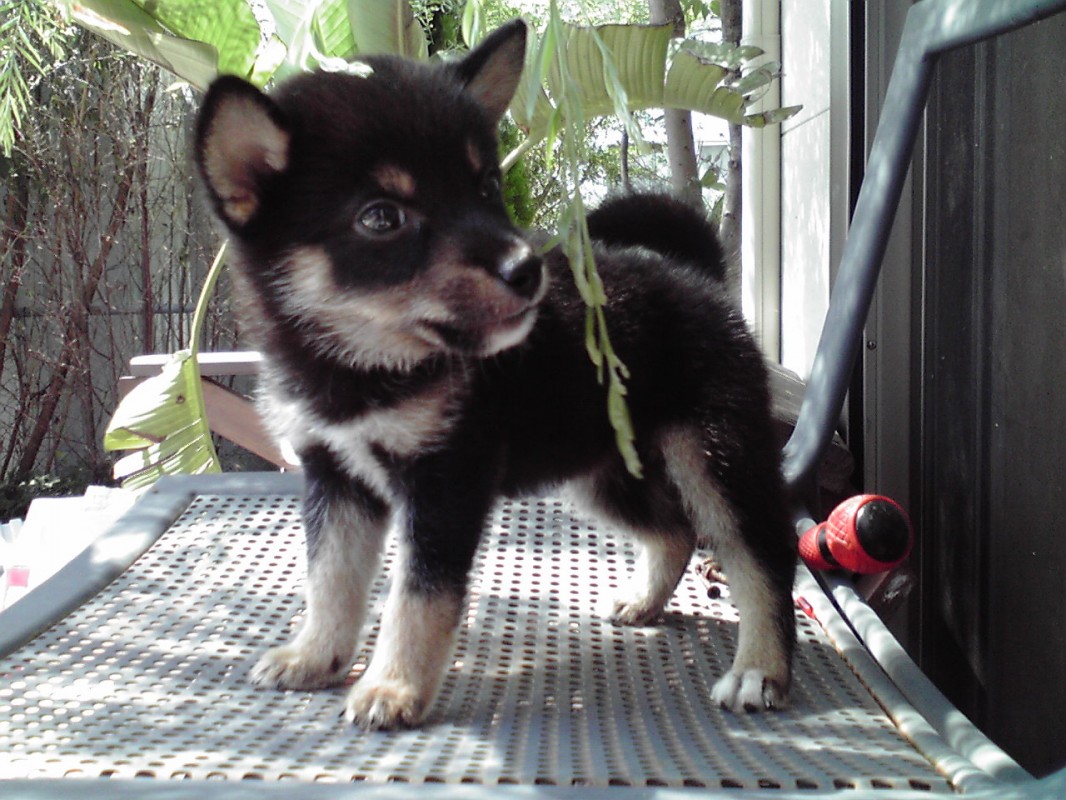 譲り 無料 子犬 埼玉 ます