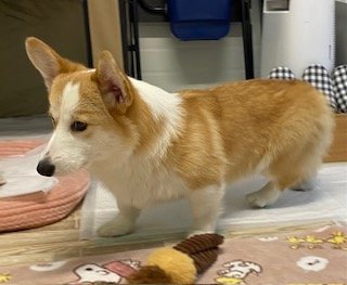 村本浩行ブリーダーのブログ：飼いやすい少し大きな子