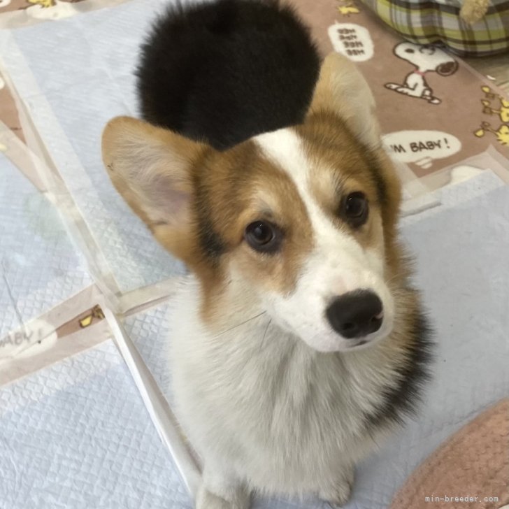 ブリーダー画像
