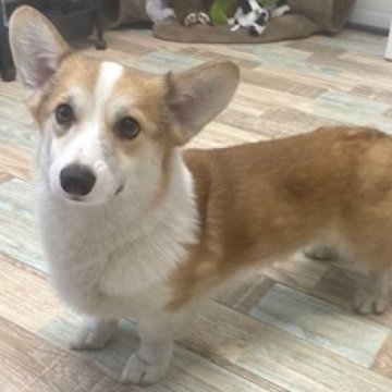 ウェルシュ・コーギー・ペンブローク【石川県・男の子・2024年10月19日・レッドアンドホワイト】の写真「キリッとお目目が可愛いです。」