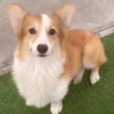 ウェルシュ・コーギー・ペンブローク