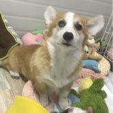 ウェルシュ・コーギー・ペンブローク