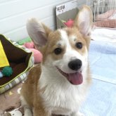 ウェルシュ・コーギー・ペンブローク