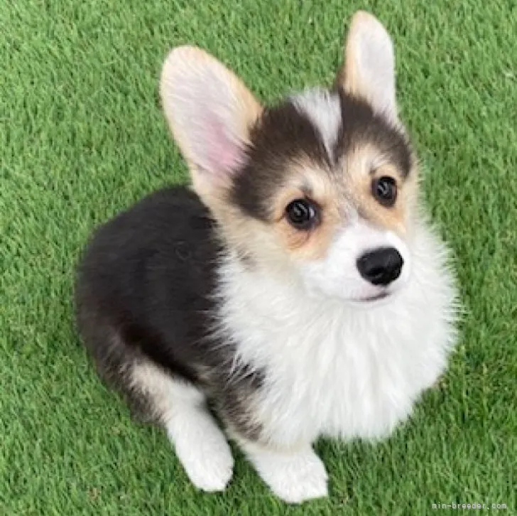 ID：2302-01472の子犬