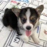 ウェルシュ・コーギー・ペンブローク【石川県・女の子・2023年9月24日・トライカラー】の写真3