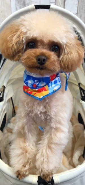 西山マサ子ブリーダーのブログ：マイクロティーカッププードル💕キャバプー