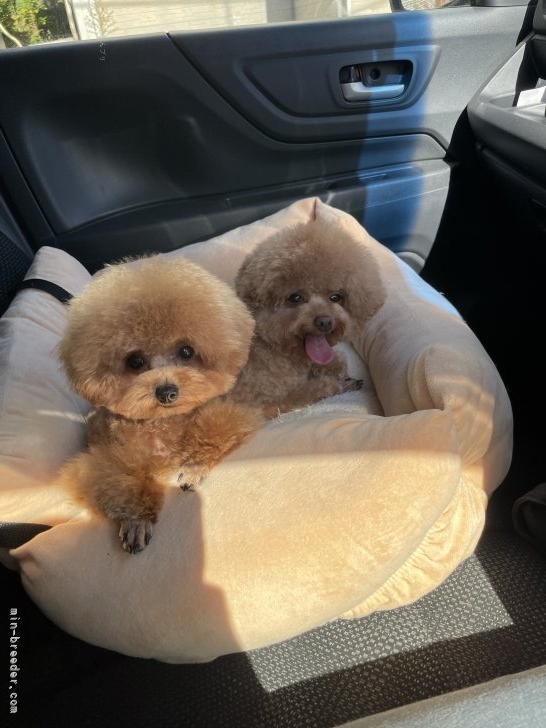 西山マサ子ブリーダーのブログ：トリミングしました😊