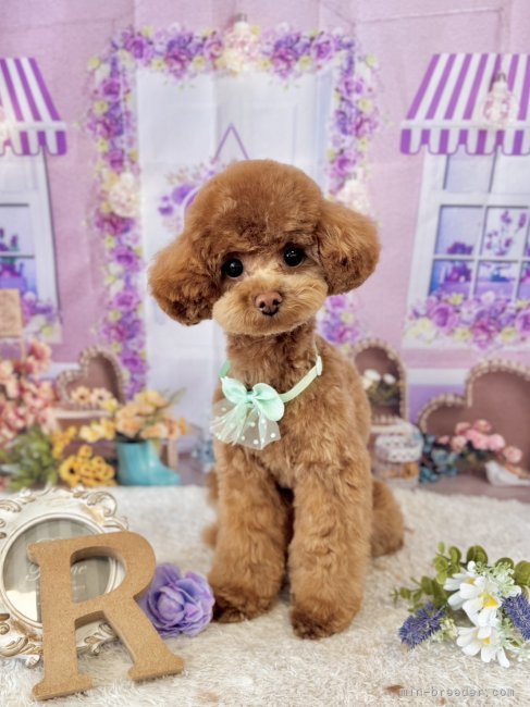 西山マサ子ブリーダーのブログ：お客様から可愛いお写真届きました📩