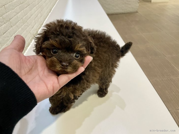 西山マサ子ブリーダーのブログ：動物病院順番待ち