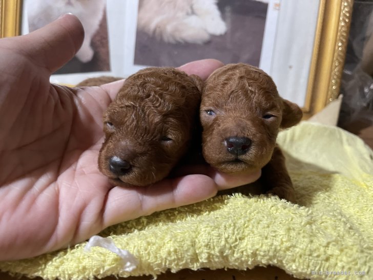 西山マサ子ブリーダーのブログ：目が薄っすら開いてます^ ^