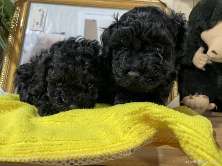 西山マサ子ブリーダーのブログ：生後４５日目以降に募集しまーす☺️