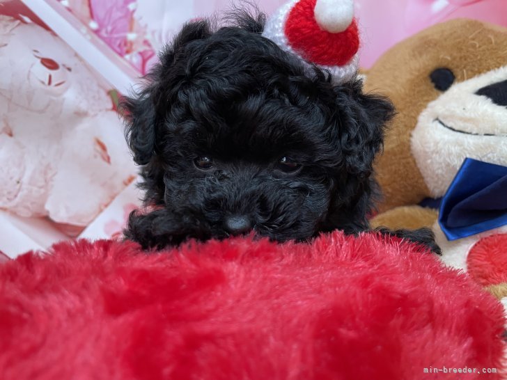 西山マサ子ブリーダーのブログ：ティーカッププードル　