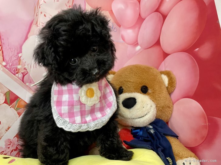 西山マサ子ブリーダーのブログ：生後６４日目