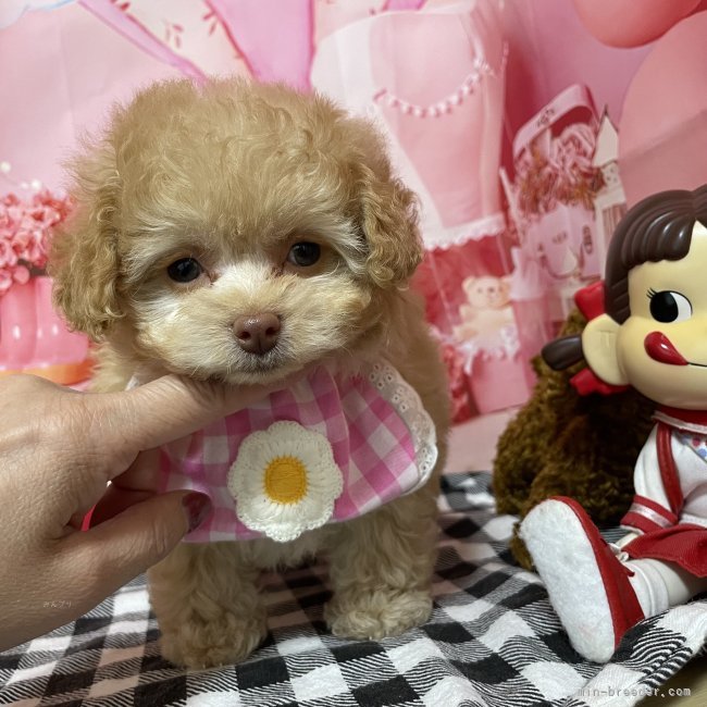 西山マサ子ブリーダーのブログ：キャバプーミックス🌟