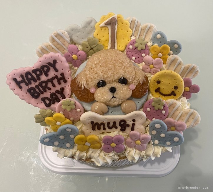 西山マサ子ブリーダーのブログ：1歳お誕生日おめでとう^ ^むぎ君茶々くん