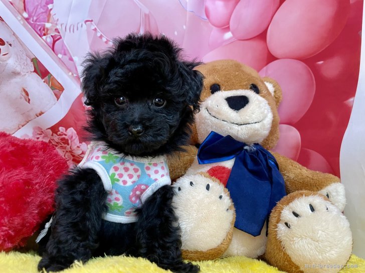 西山マサ子ブリーダーのブログ：タイニープードル