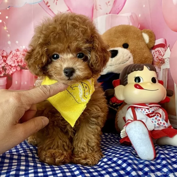 ID：2506-04750の子犬