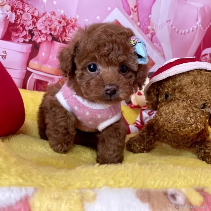 M.M 様のお迎えした子犬