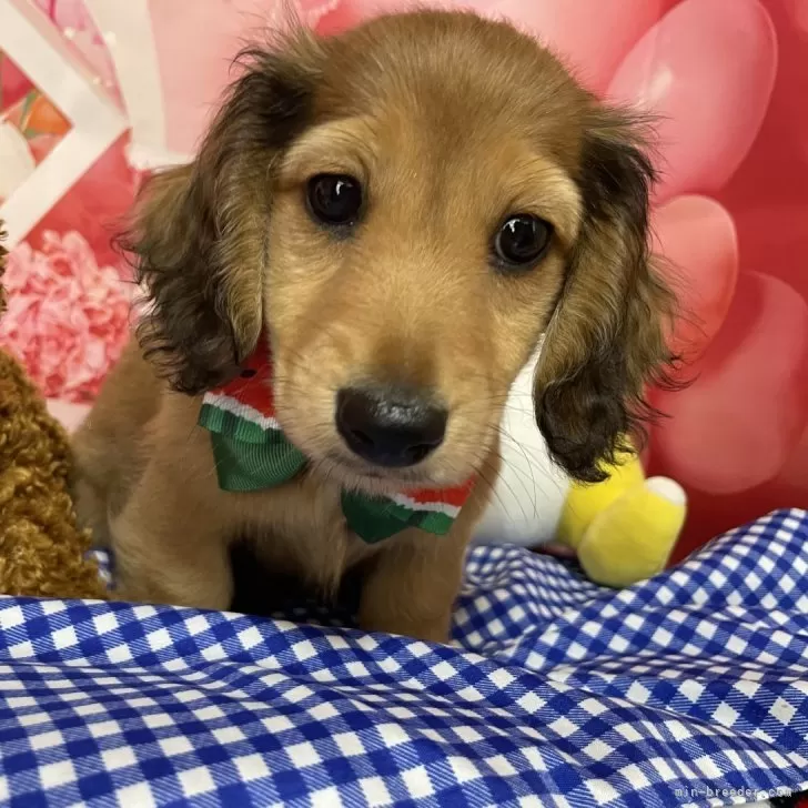 s.o 様のお迎えした子犬