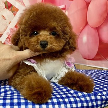 トイプードル(タイニー)【宮崎県・女の子・2025年4月24日・レッド】の写真「8月25日迄の募集です」