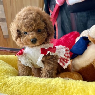 ティーカッププードル【宮崎県・女の子・2025年9月30日・レッド】の写真「穏やかな甘えん坊さん特別価格」