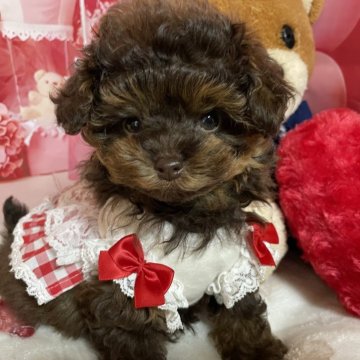 ミックス(トイプードル×ミックス)【宮崎県・女の子・2025年10月8日・ブラウンタン】の写真「毛の量巻きもあり目もクリクリ可愛い子です」