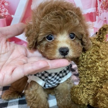 ティーカッププードル【宮崎県・男の子・2025年4月24日・レッド】の写真「おっとり屋さん」