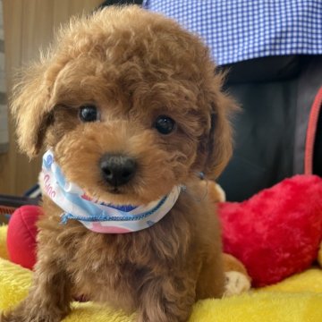 ティーカッププードル【宮崎県・男の子・2025年9月30日・レッド】の写真「愛嬌良い子です」