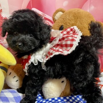 タイニープードル【宮崎県・女の子・2025年9月27日・ブラック】の写真「穏やかな子です^ ^」